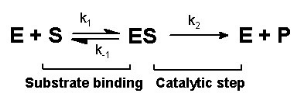 Single substrate reaction